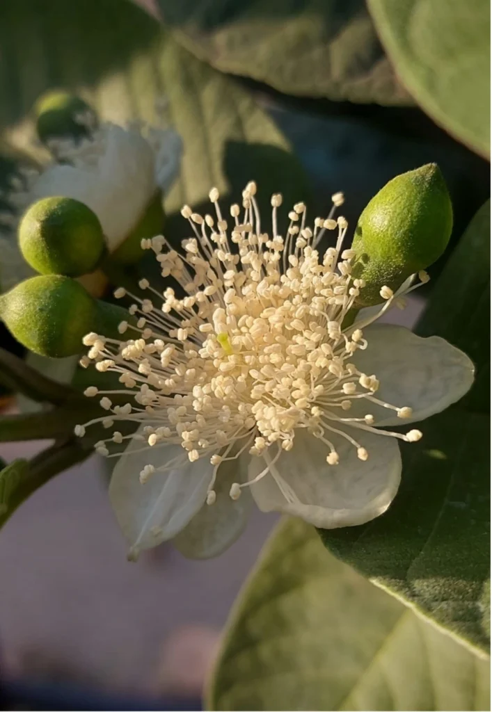 Crowning Glory
