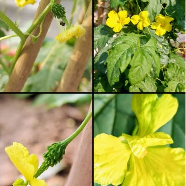 Unadorned Summer Beauties