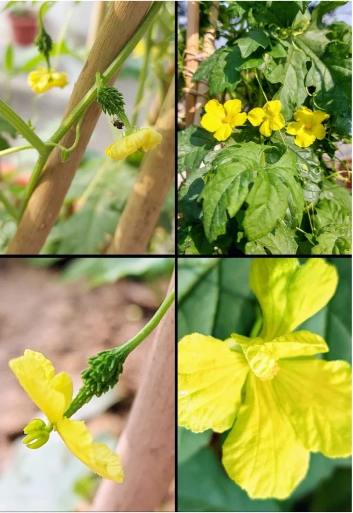 Unadorned Summer Beauties
