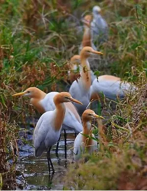 Cattle Egrets in breeding season