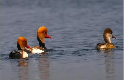 The two male Pochards