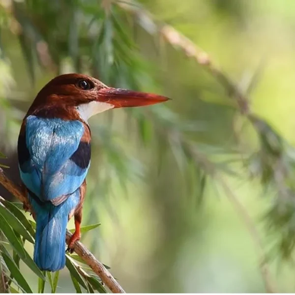 White-Throated Kingfisher