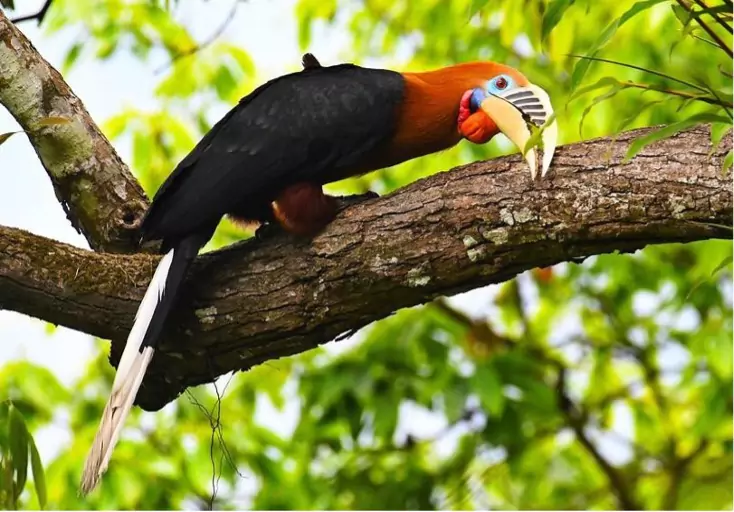 RUFOUS-NECKED HORNBILL