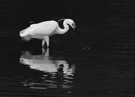 egrets