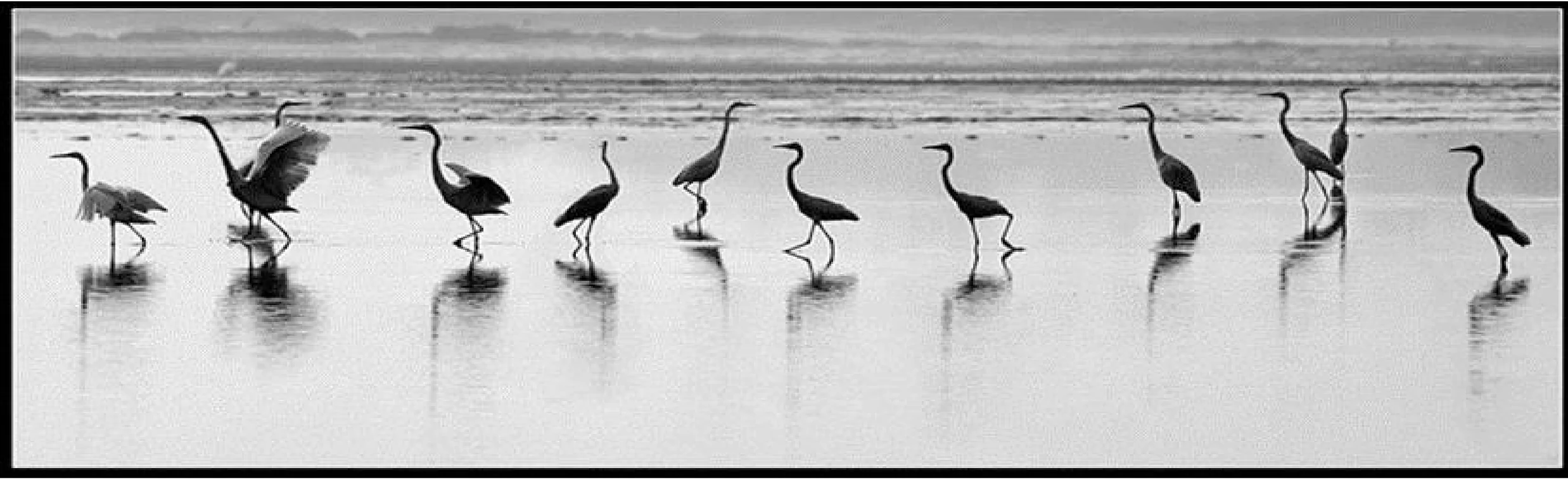 Great and Little Egrets