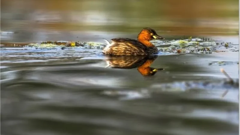 GREBE