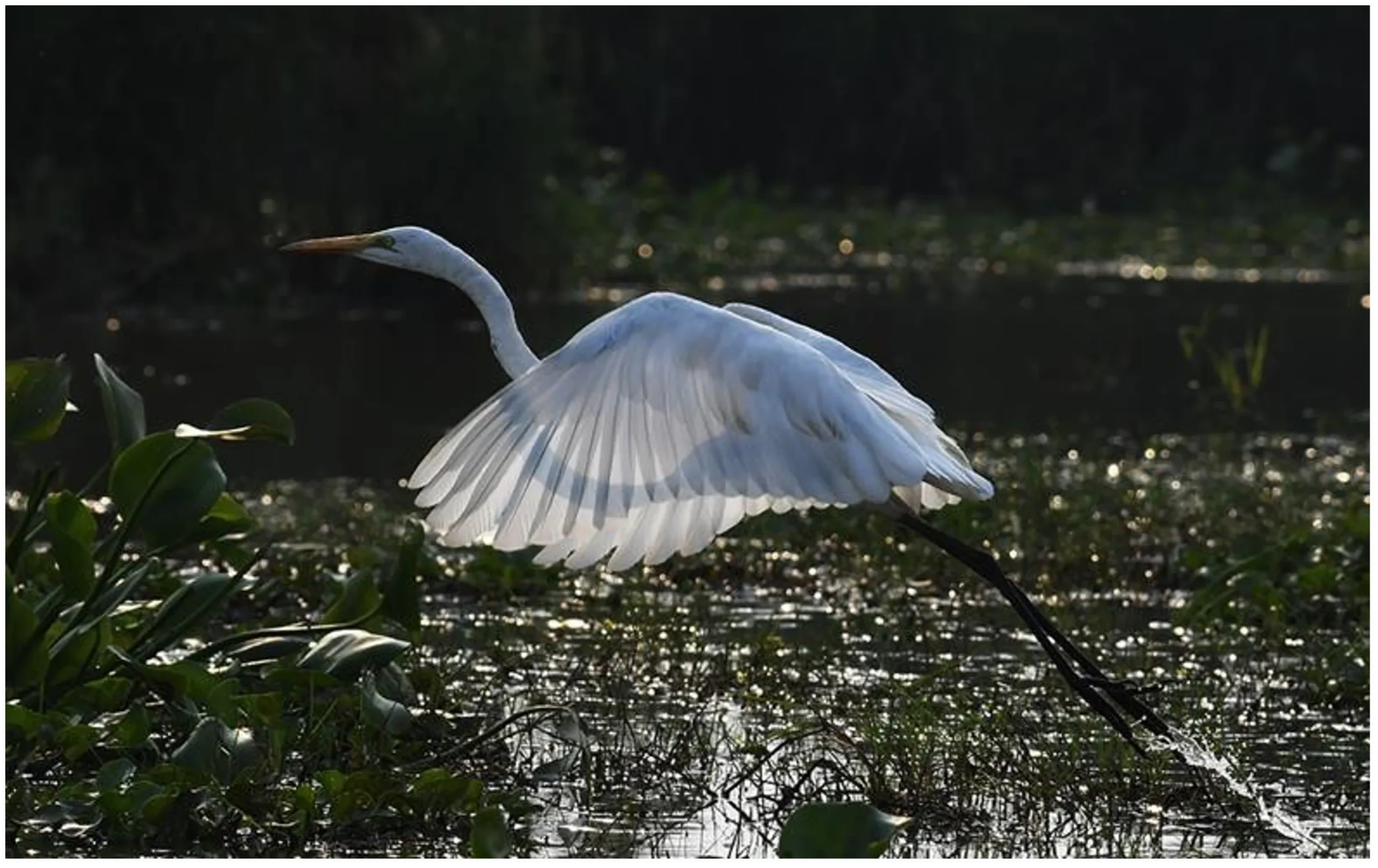 A Great Egret in flight