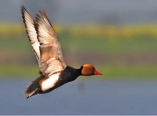 A male Pochard in flight.