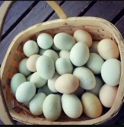 Duck eggs