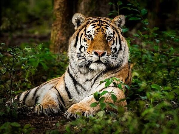 LIVING WITH TIGERS: WHAT THE SUNDARBANS TEACHES US ABOUT SURVIVAL