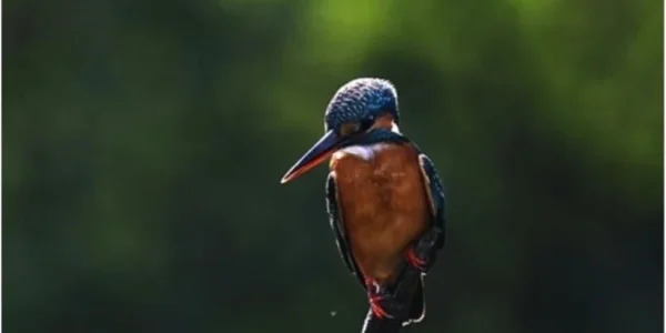 The female Common Kingfisher The female Common Kingfisher.