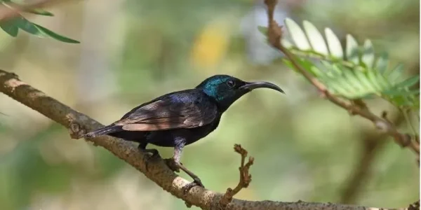 A male sunbird A male sunbird