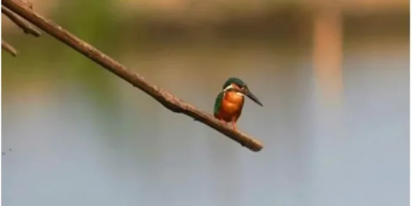 The White-Throated Kingfisher, The White-Throated Kingfisher,