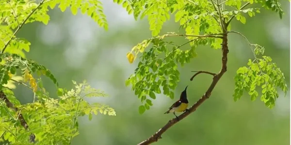 female sunbird female sunbird